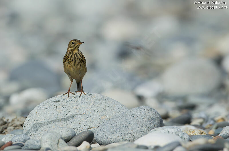 Pipit farlouse