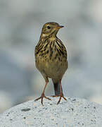 Meadow Pipit