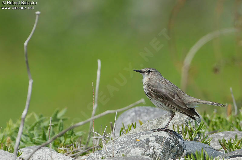 Eurasian Rock Pipit