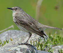 Eurasian Rock Pipit