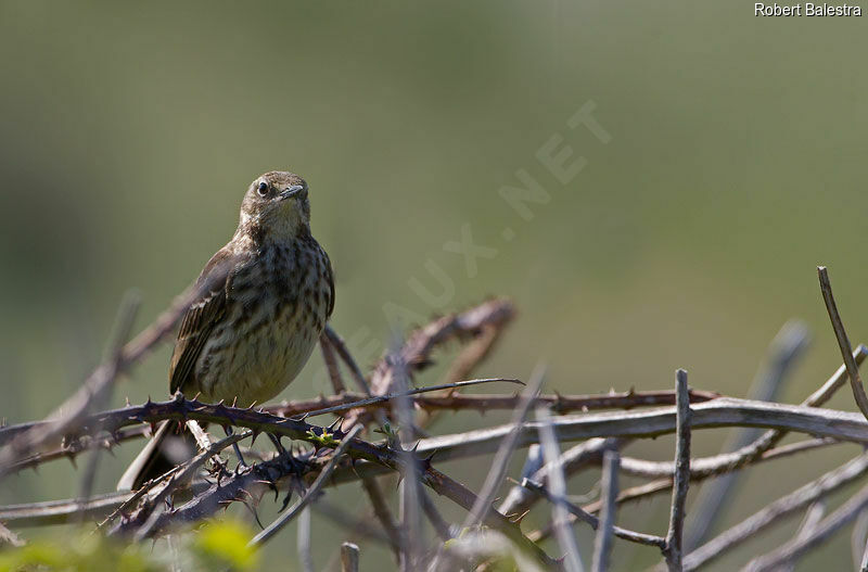 European Rock Pipit