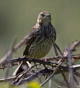 Eurasian Rock Pipit