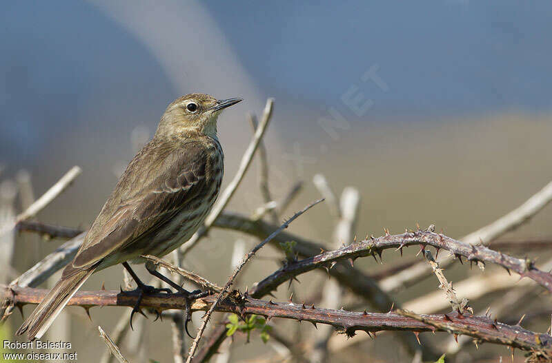 Pipit maritimeadulte nuptial, pigmentation