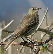 Eurasian Rock Pipit