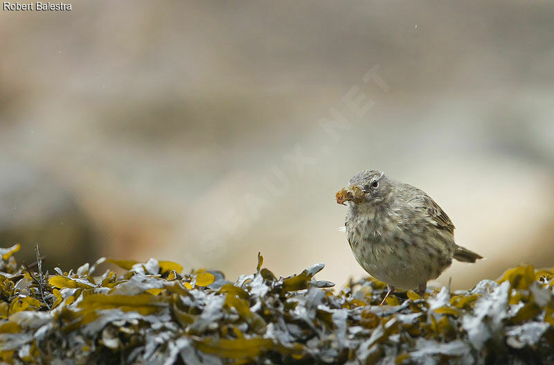 Eurasian Rock Pipit