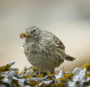 Eurasian Rock Pipit