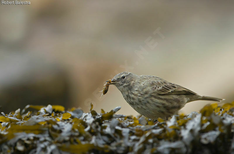 Eurasian Rock Pipit