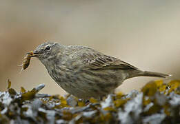 Eurasian Rock Pipit