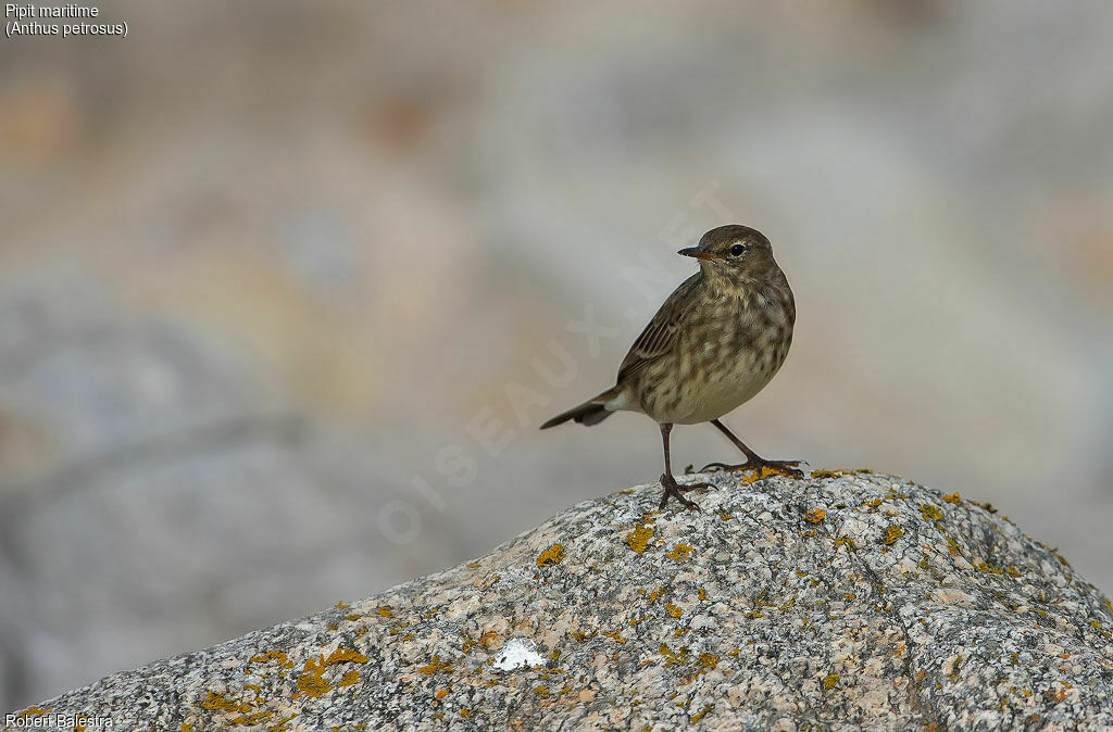 Eurasian Rock Pipit