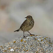 European Rock Pipit