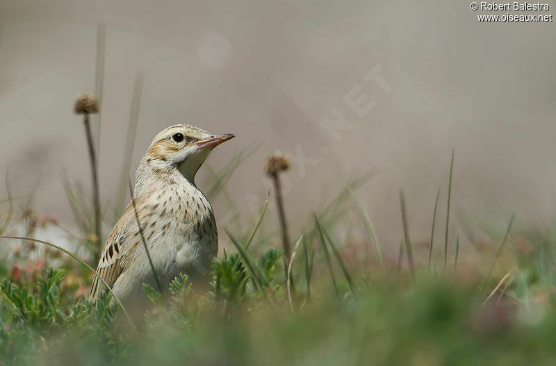 Pipit rousselinejuvénile