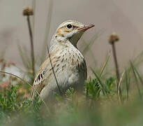 Tawny Pipit