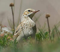 Pipit rousseline