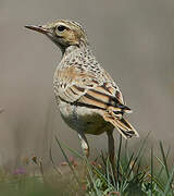 Tawny Pipit