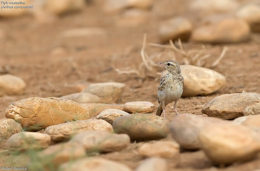 Pipit rousseline