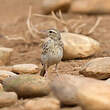 Pipit rousseline