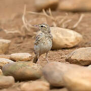 Tawny Pipit