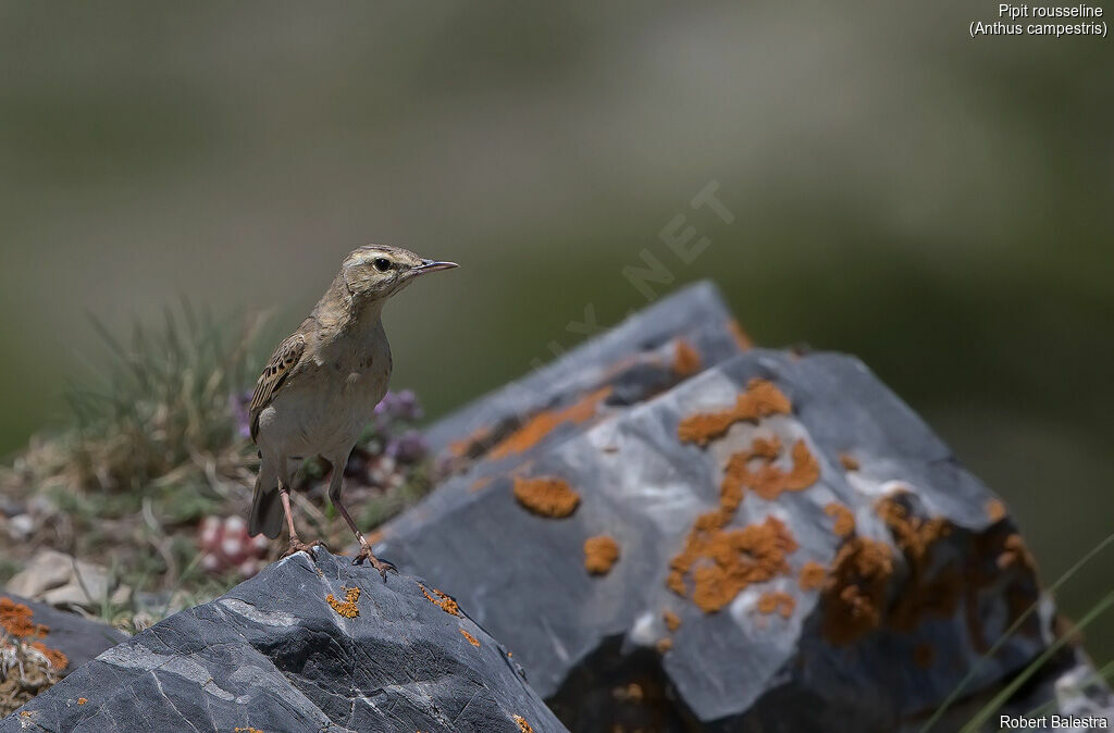 Pipit rousseline