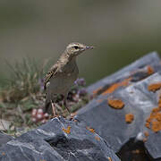 Pipit rousseline