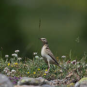 Tawny Pipit