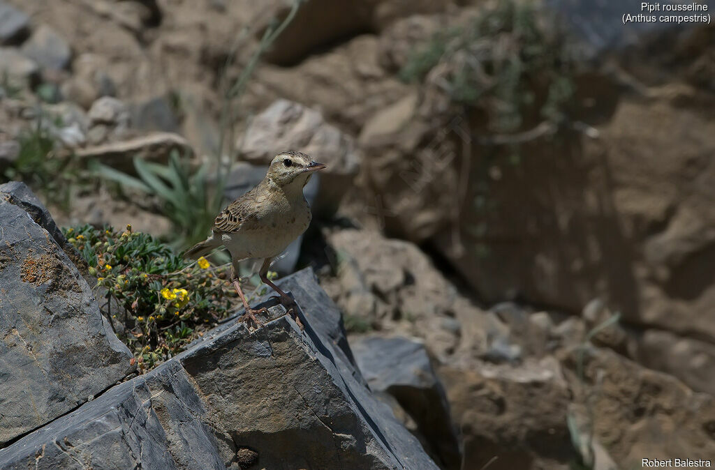 Tawny Pipit