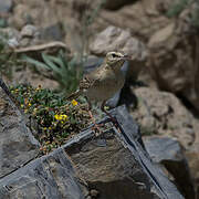 Tawny Pipit