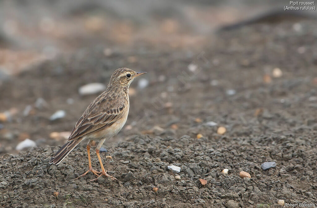 Paddyfield Pipit