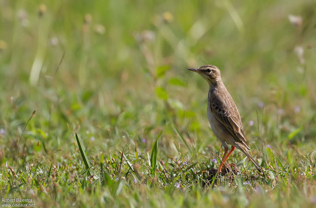 Pipit rousset, habitat, pigmentation, Comportement