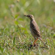 Paddyfield Pipit