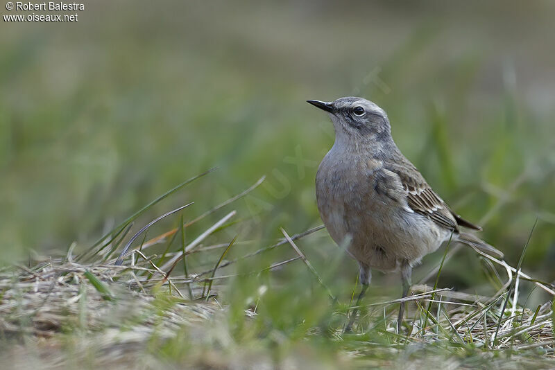 Water Pipit