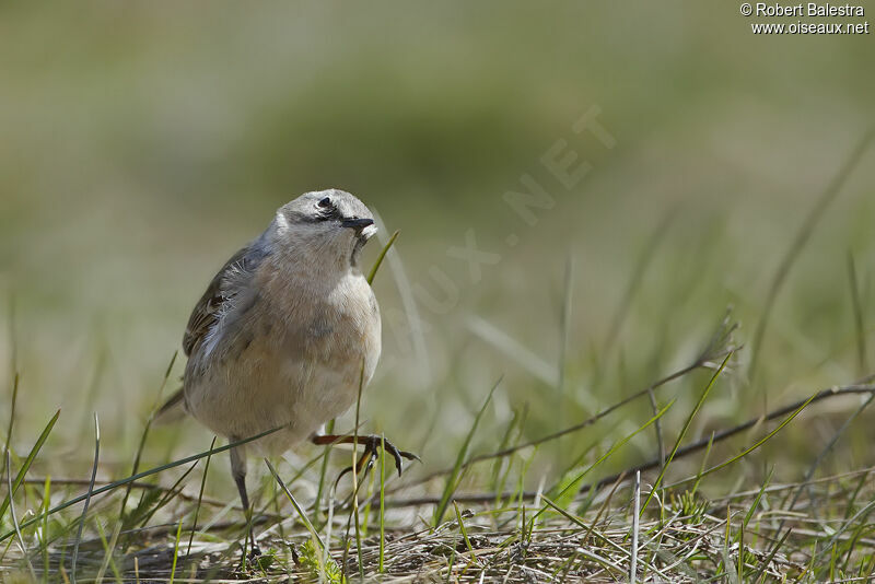 Water Pipit