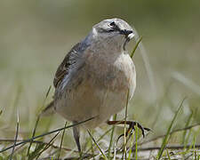 Water Pipit