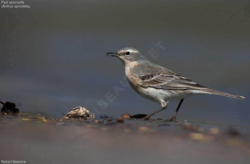 Water Pipit