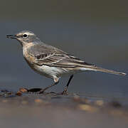 Water Pipit