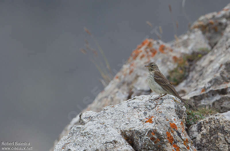 Pipit spioncelleadulte transition, habitat, pigmentation