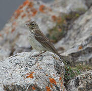 Water Pipit