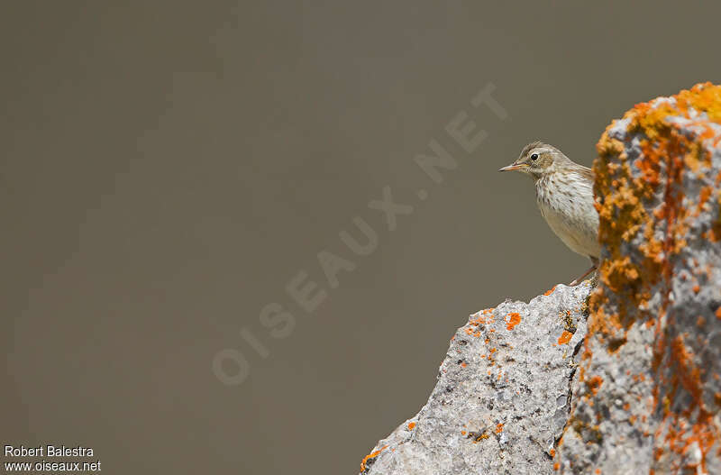 Pipit spioncellejuvénile, habitat, pigmentation