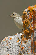 Water Pipit