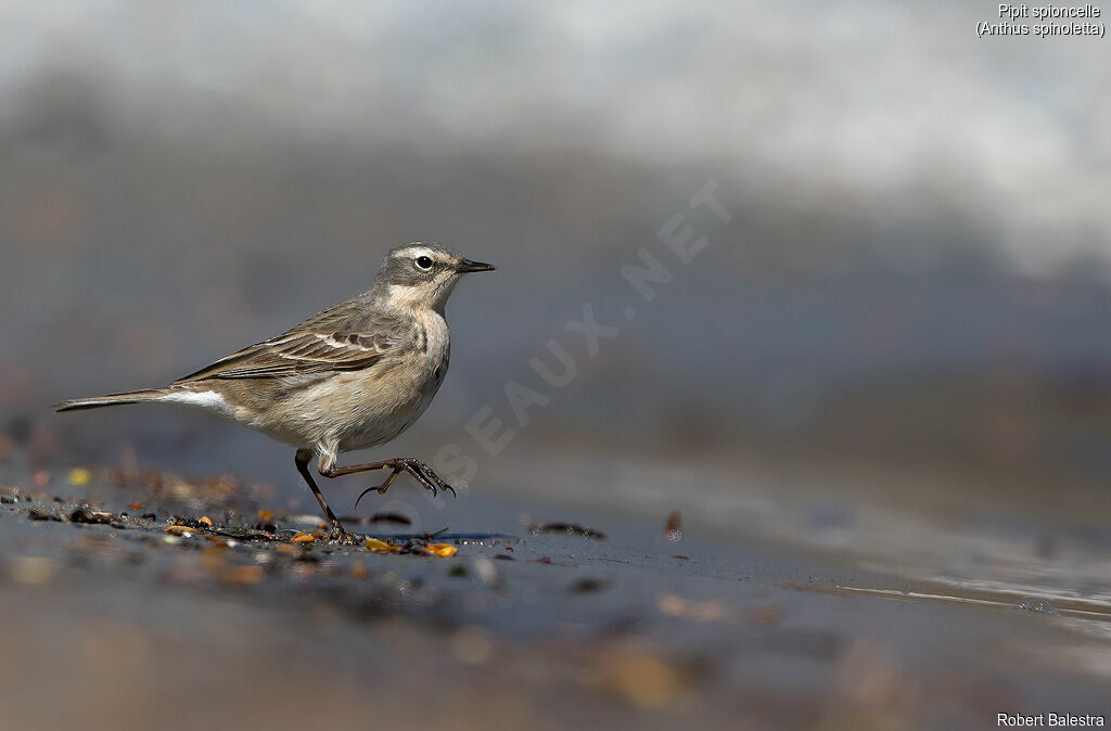 Water Pipit