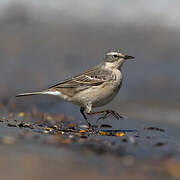 Water Pipit