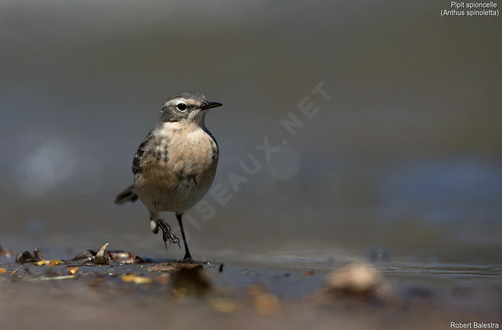 Water Pipit