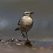 Water Pipit