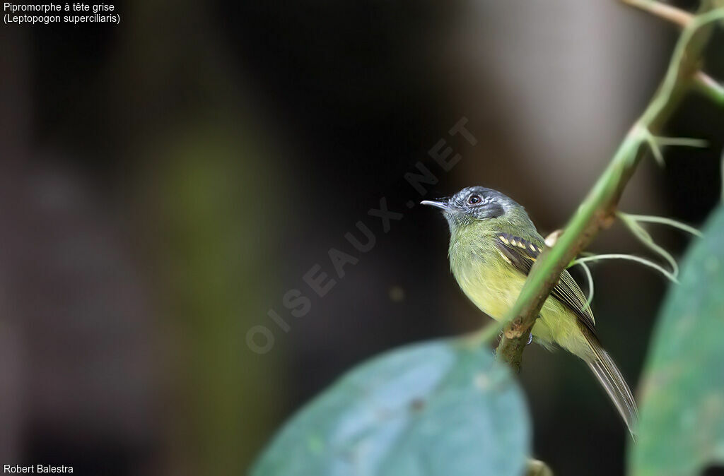 Slaty-capped Flycatcher