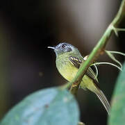 Slaty-capped Flycatcher