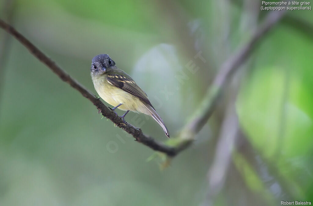 Slaty-capped Flycatcher