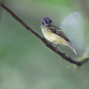 Slaty-capped Flycatcher