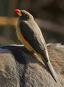 Yellow-billed Oxpecker