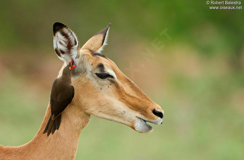 Piqueboeuf à bec rouge