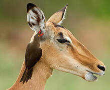 Red-billed Oxpecker