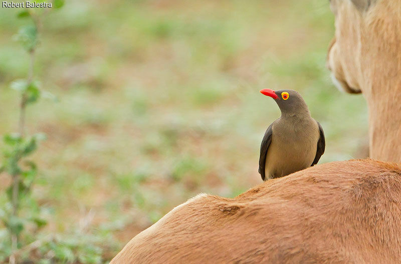 Red-billed Oxpecker